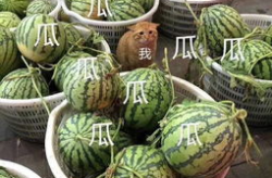 娱乐吃瓜的头像图片