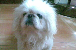 北京犬多少钱,纯种与宠物级价格大对比