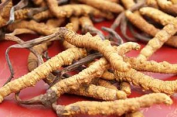 冬虫夏草胶囊的价格,品质与价值的完美融合