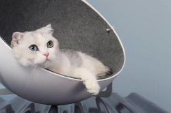 娱乐吃瓜酱改造猫窝,萌宠新居,趣味升级!